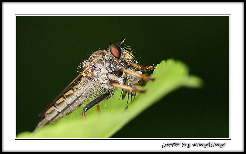  p>舍蝇: a target="_blank" href="/item/蝇