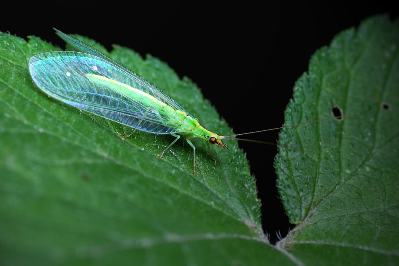  p>草蛉虫又名 a target="_blank" href="/item/草蜻蛉/11016125"