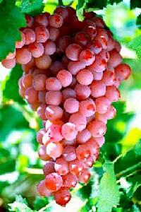 科学院果树研究所品种来源1990年以康太为母本,早生高墨为父本有性杂