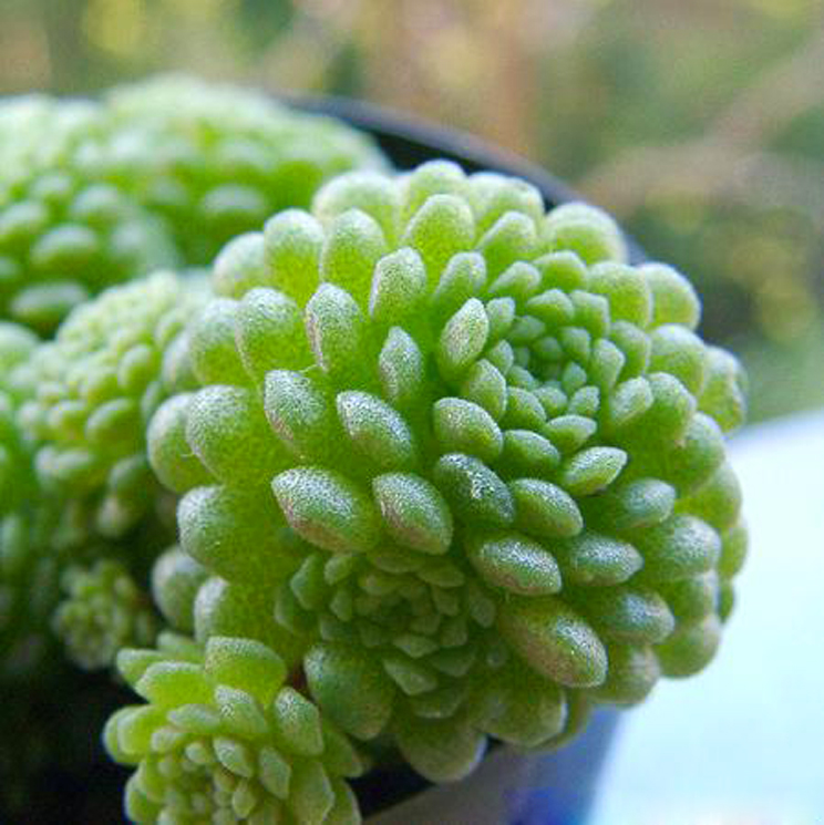  p>小景天(学名:sedum fischeri raym.