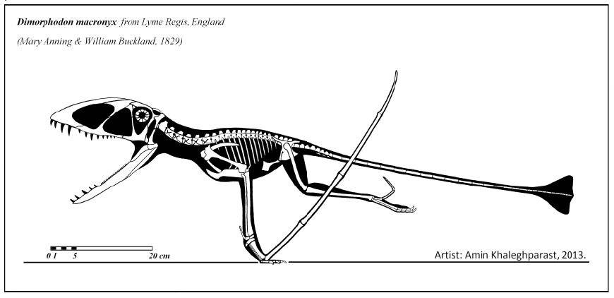 双型齿翼龙(dimorphodon)