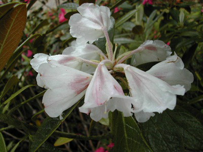  p>皱皮杜鹃(学名: i>rhododendron wiltonii /i> hemsl. et wils.
