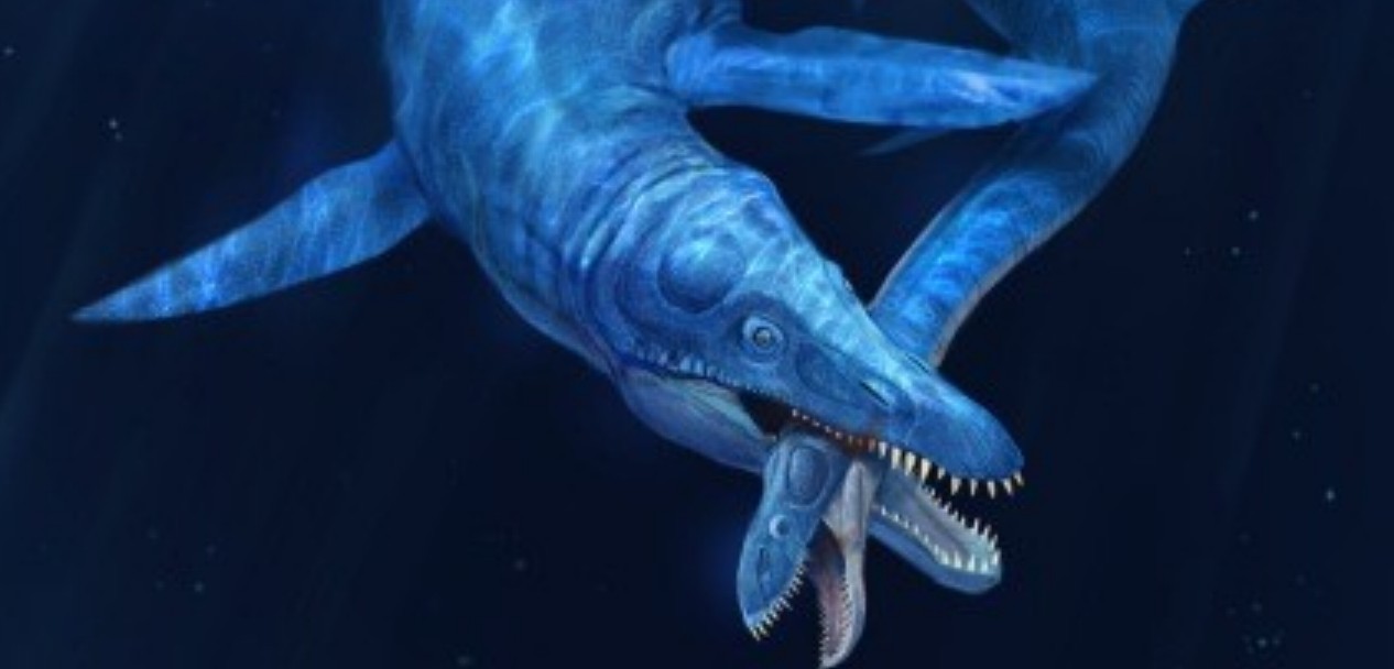  p>薄片龙是晚期 a href="#" data-lemmaid="7554264">蛇颈龙类 /a>的