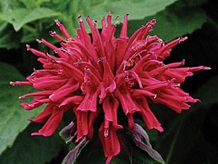 火球”美国薄荷