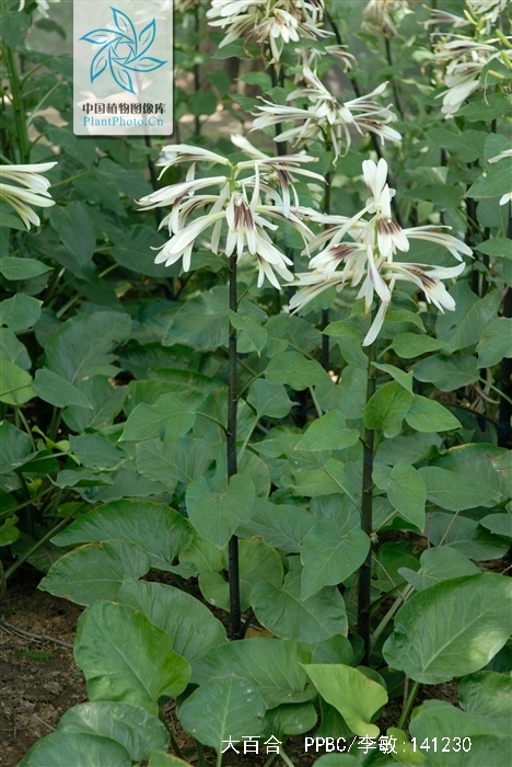  p>大百合(拉丁学名: i>cardiocrinum giganteum /i>(wall.