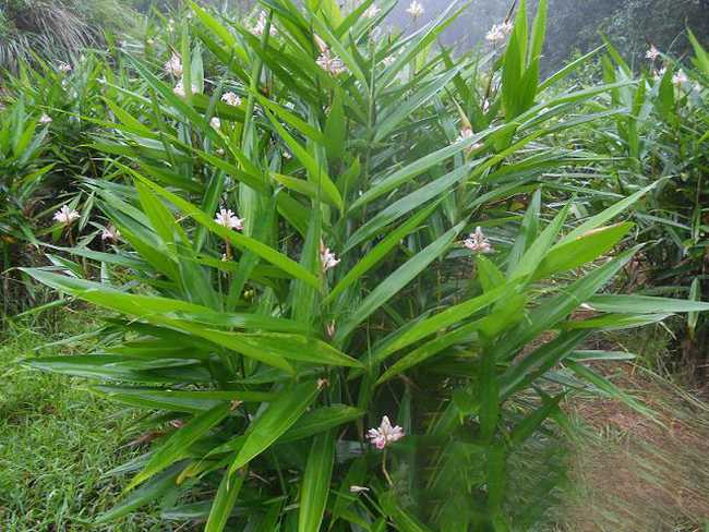 山姜属/8419299" data-lemmaid="8419299">山姜属 /a>多年生草本植物