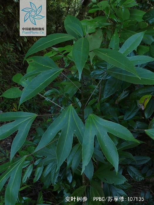  p>变叶树参为树参属下直立灌木,高2-3米.
