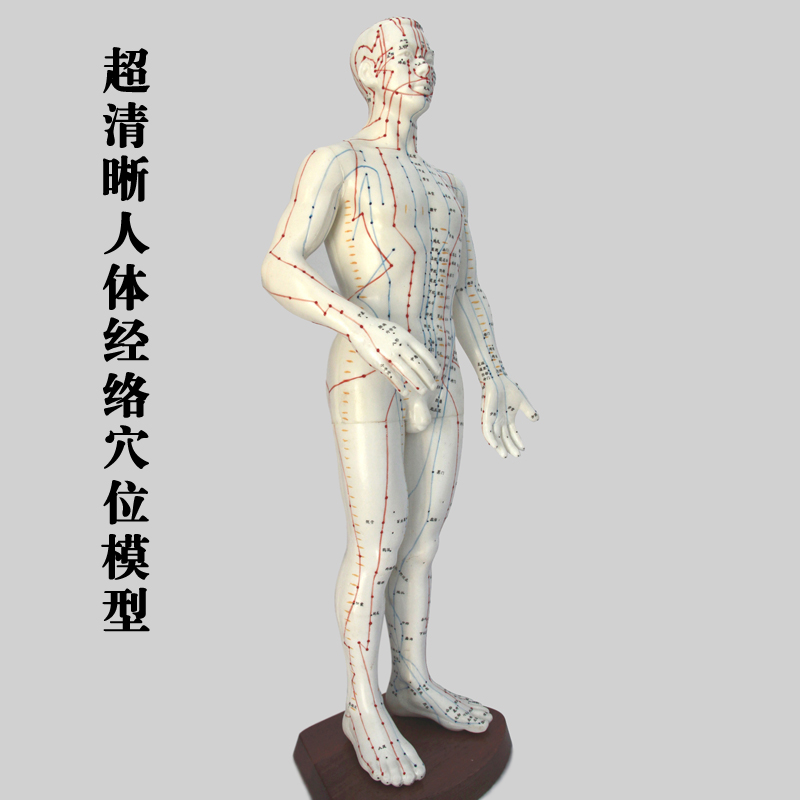 人体经穴模型