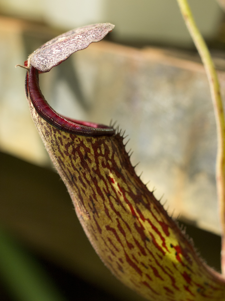 nepenthes glandulifera