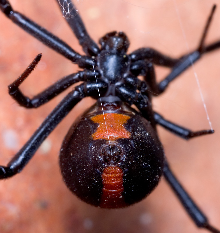 澳大利亚红背蜘蛛