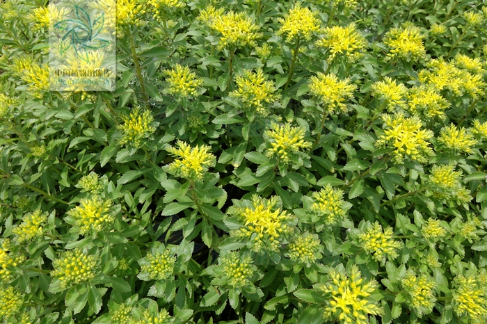  p>宽叶景天是多年生草本.地上根颈短,残存少数黑色花枝茎.