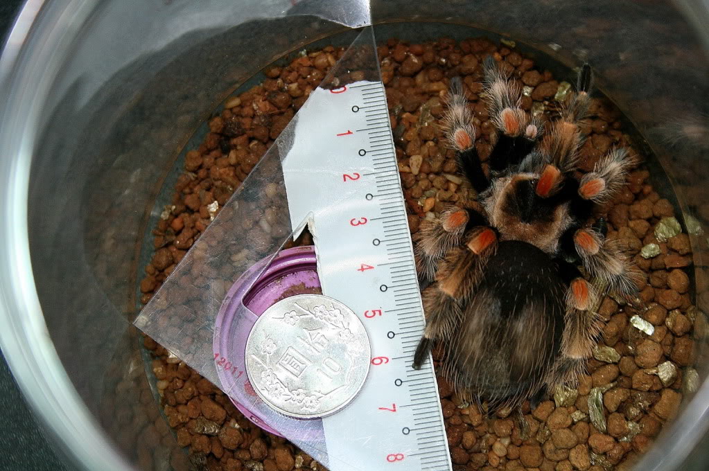 墨西哥巨人红膝头