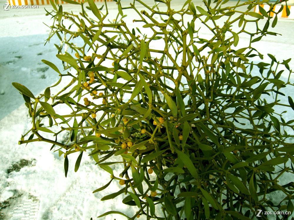  p>冬青(ilex chinensis sims):是 a target="_blank" href="/item/无