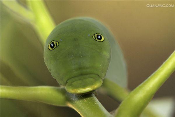  p>西部虎凤蝶(学名:papilio rutulus)是虎凤蝶属的 a target="_blank