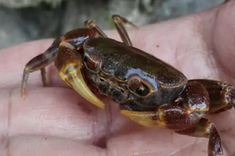 温州南海溪蟹