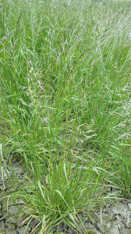 festuca pratensis