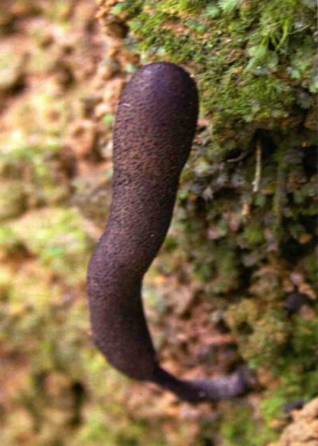 黑柄炭角菌