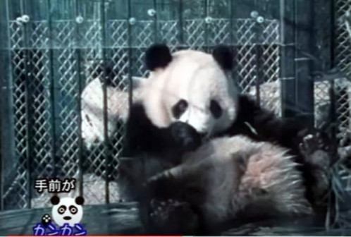 大熊猫康康（中国赠送给日本的大熊猫）_百度百科