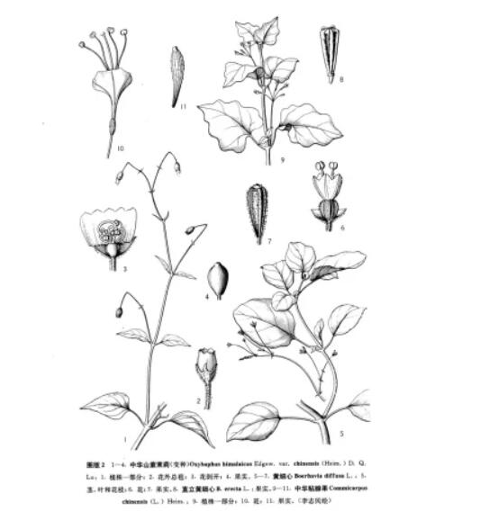中华山紫茉莉(变种)