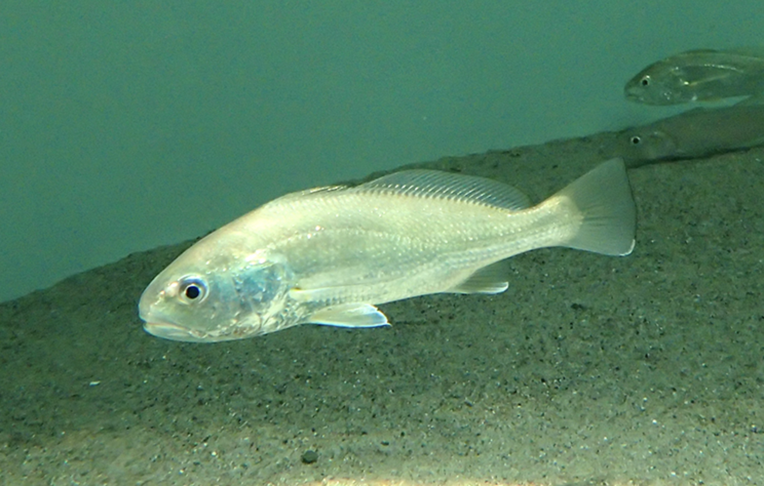  p>白姑鱼(学名: i>pennahia argentata /i>)是石首鱼科,白姑鱼属鱼类