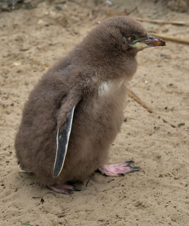 snares islands penguin