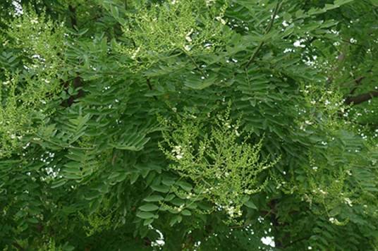 槐（豆科槐属植物）_百度百科
