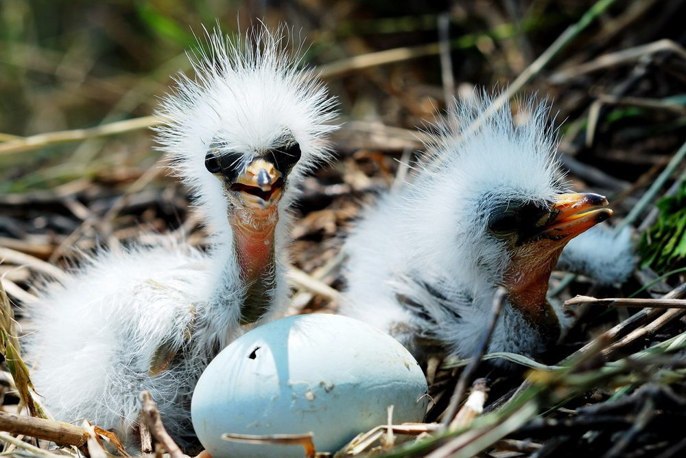  p>黄嘴白鹭(学名: i>egretta eulophotes /i>),也叫白老, a target="