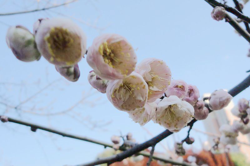 梅花安农大别角晚水
