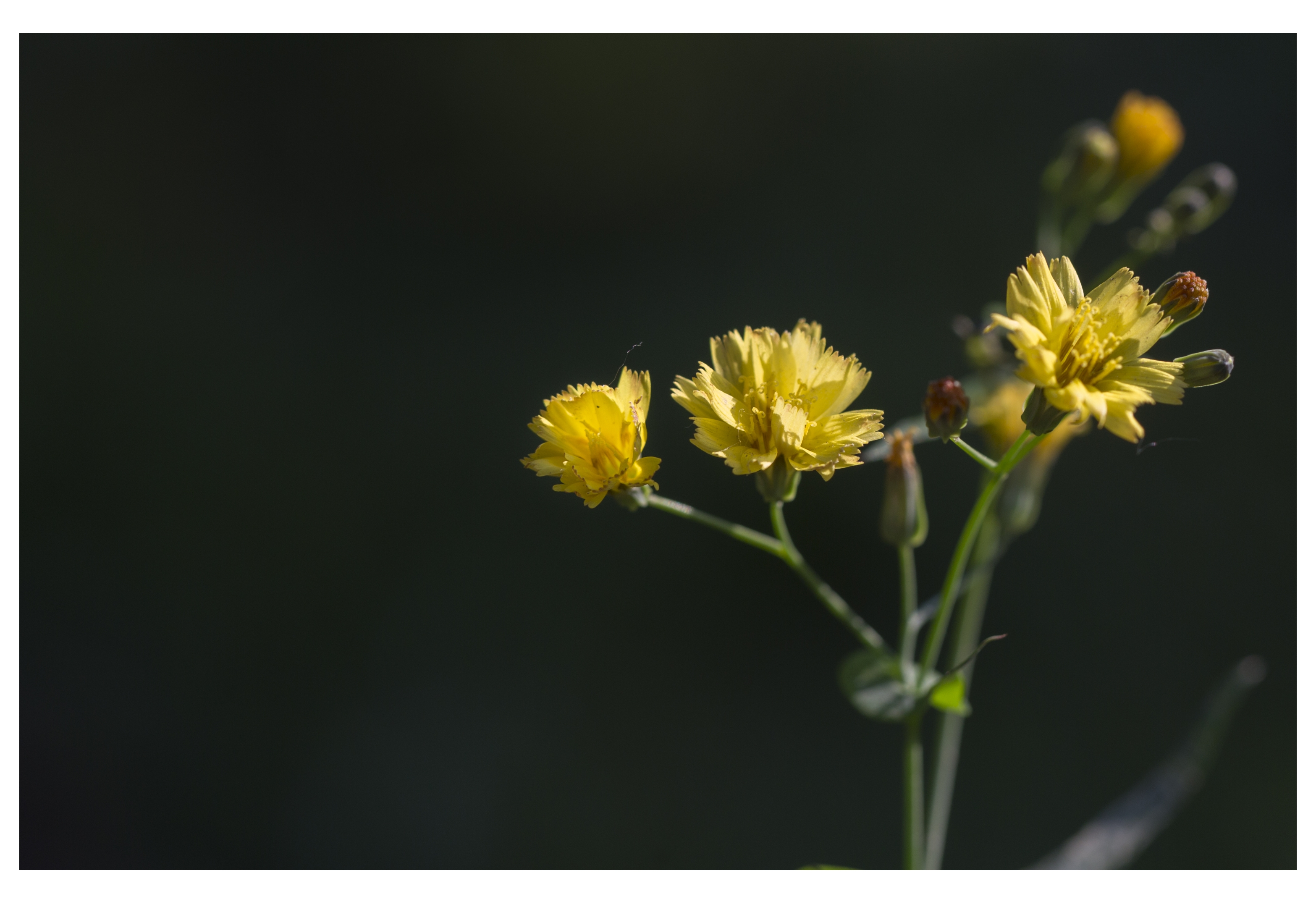 黄鹌菜