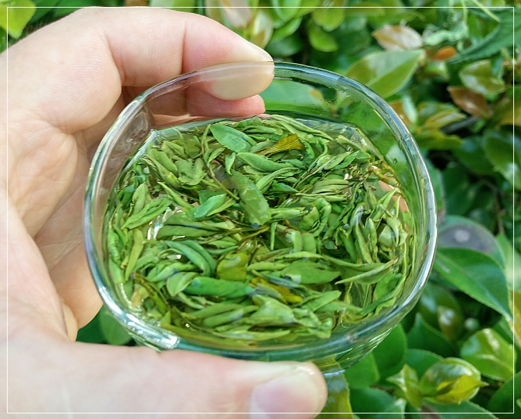  p>云尖茶是手工采摘芽叶后为原料,经多道工艺精制加工而成的茶叶,因