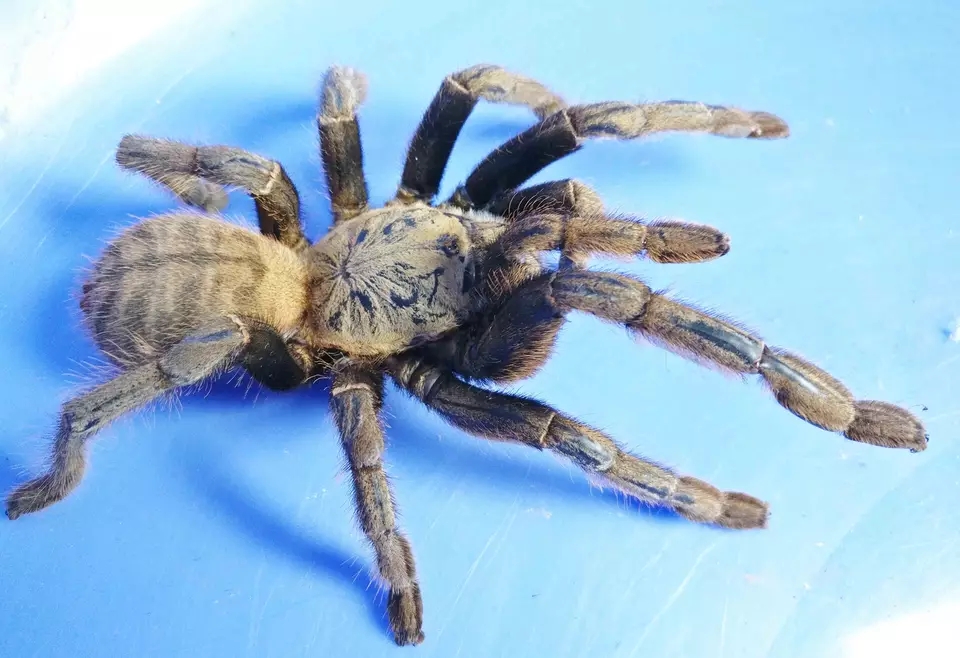 广西虎纹捕鸟蛛