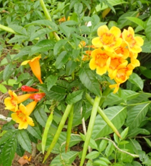 橙钟花_百度百科
