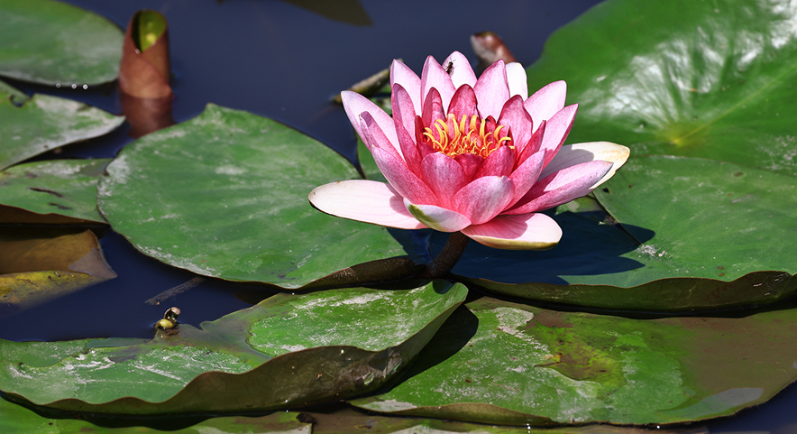 中国宝应荷藕节