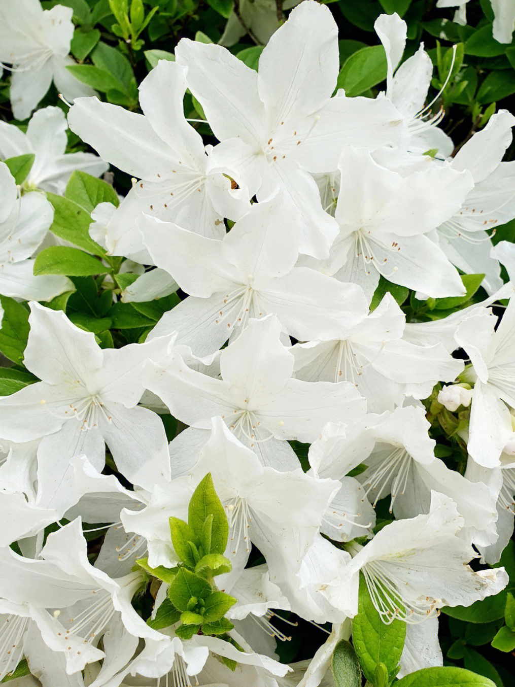 名映山白,龙胚芽, a target="_blank" href="/item/毛白杜鹃/9428227"