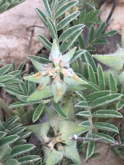 Biserrula epiglottis_百度百科
