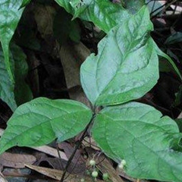 为报春花科植物三叶香草 i>lysimachia insignis /i> hemsl.