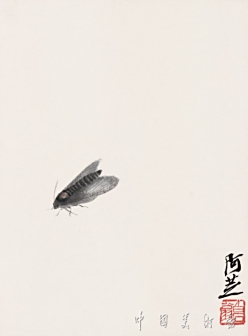 黑蛾