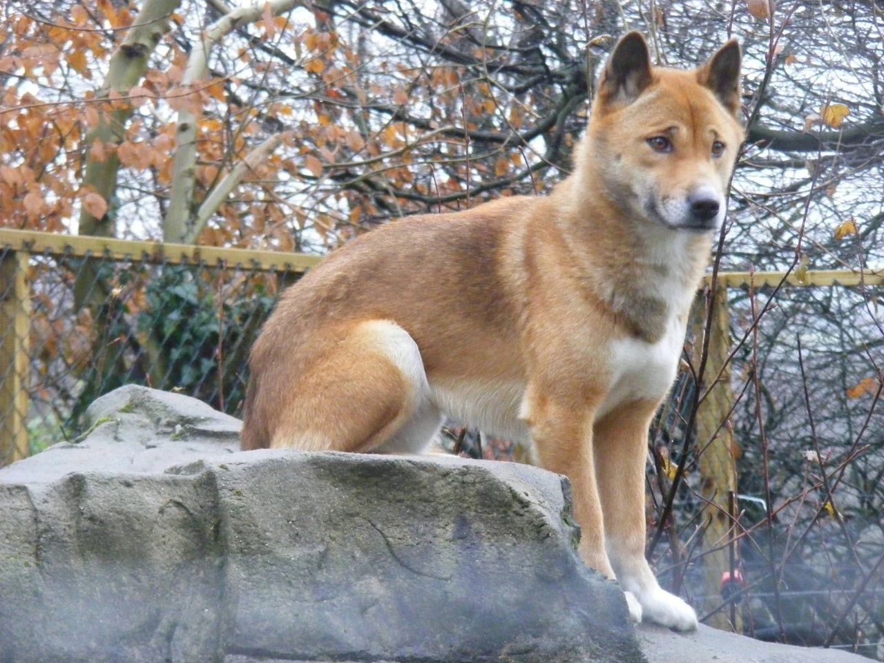 澳洲野犬：东亚人没做到的征服澳洲，东亚的狗做到了_百科TA说