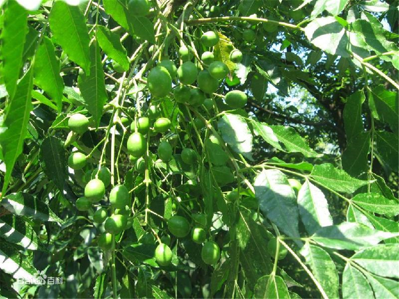  p data-id="gn3fv0jf30">齐云山1号是野生南酸枣资源中通过单株选育