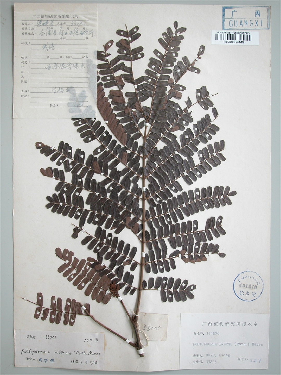  p>盾柱木 (学名:brachytome hainanensis c. y. wu ex w. c.