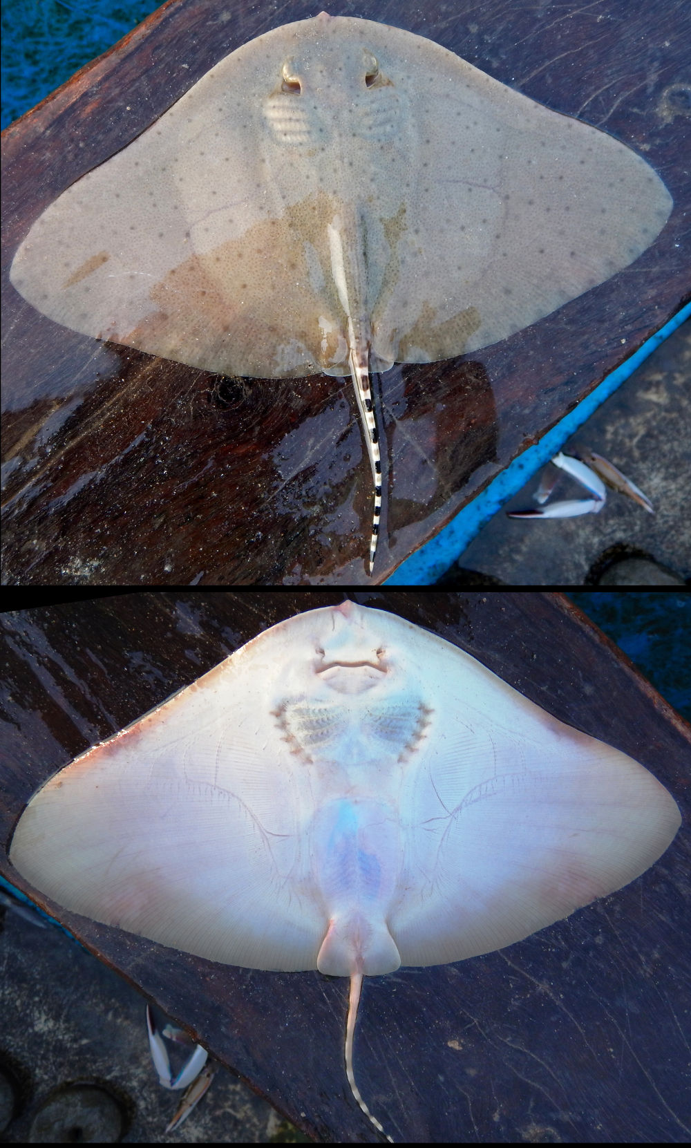  p>花尾燕魟(学名: i> /i> i>gymnura poecilura /i>)是燕魟科,燕魟属