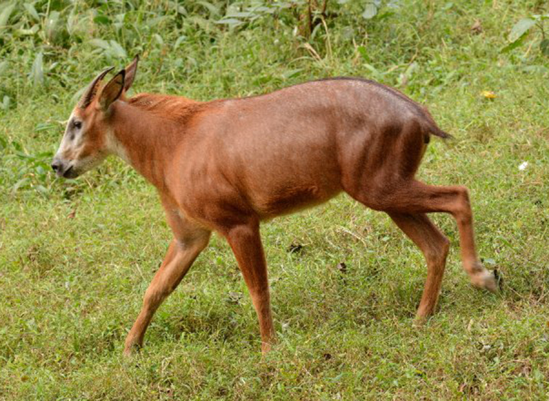 p>赤鬣羚( i>capricornis rubidus /i>):是偶蹄目,牛科,鬣羚属的哺乳
