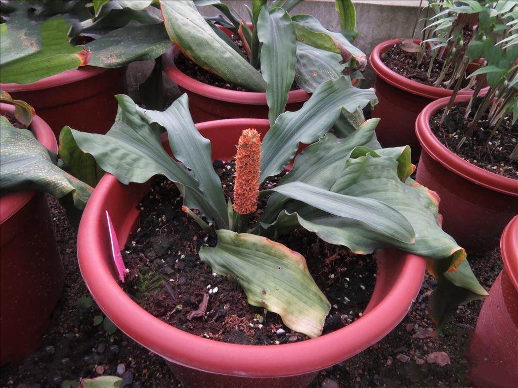  p>筒花开口箭(学名: i> tupistra delavayi  /i>franch i>.