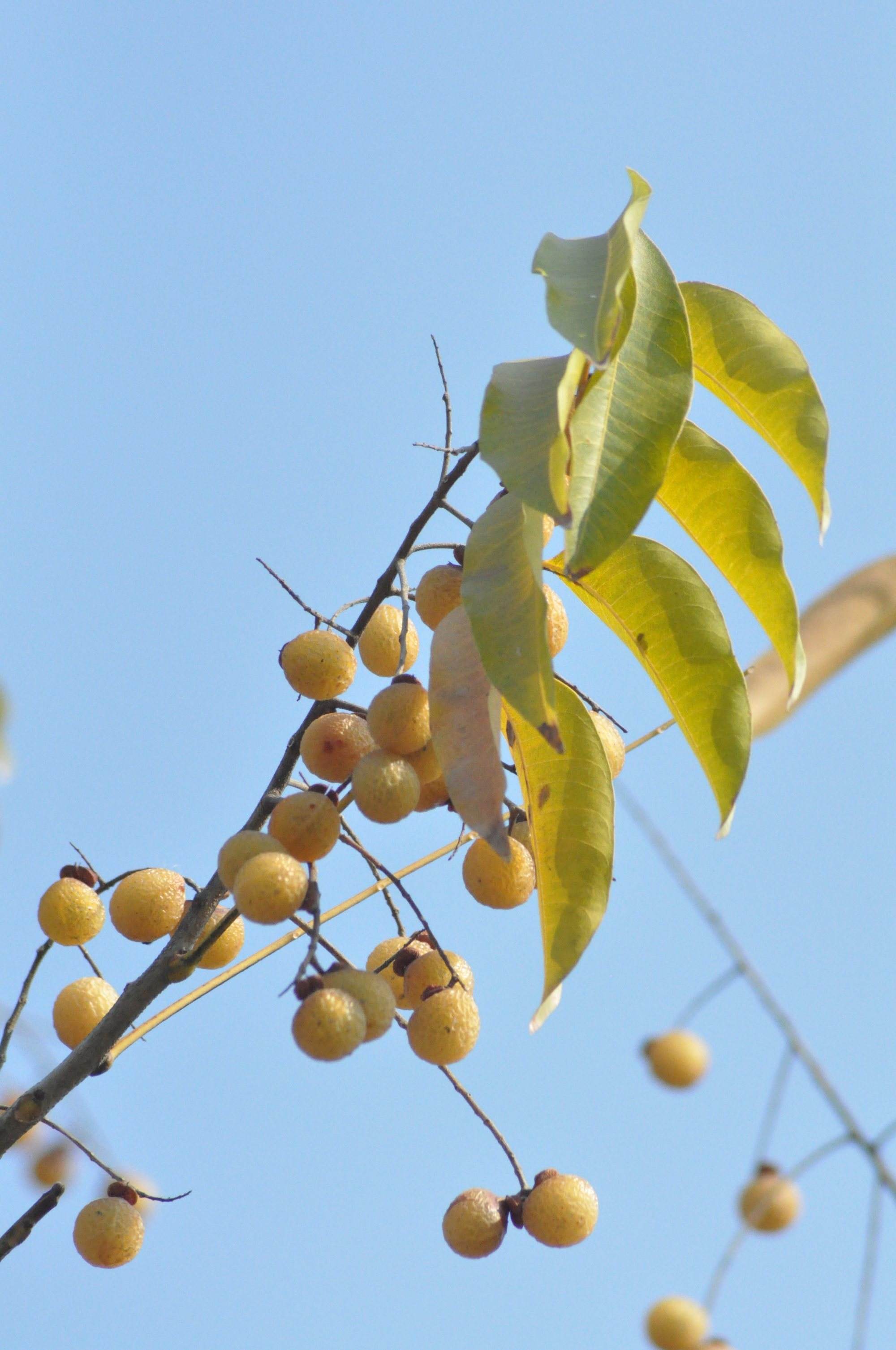 无患子科无患子属木本植物,枝条为嫩绿色,无毛;叶片一般为复叶,嘿少