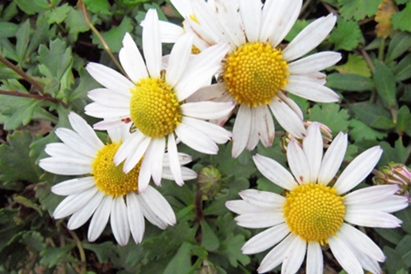  p data-id="tx8scjydvcje">北极菊(学名: i>chrysanthemum arcticum 