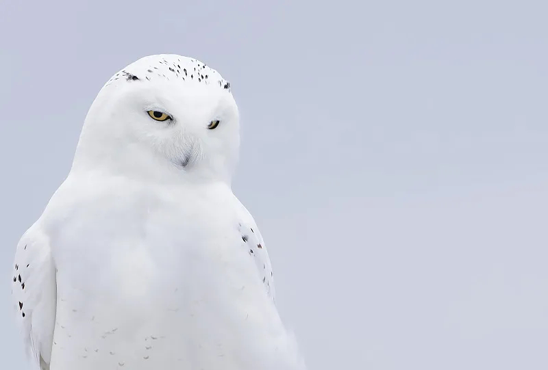 北极女王——雪鸮