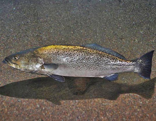  p>云纹犬牙石首鱼(学名: i> /i> i>cynoscion nebulosus /i>)是