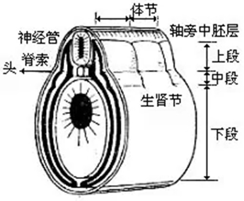  p>轴浆,axoplasm,是指膜所包围的轴突的内含物. /p>