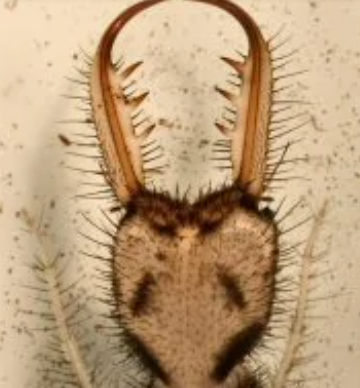 ">口器 /a>(mouthparts)也称取食器(feeding apparatus),即昆虫的嘴