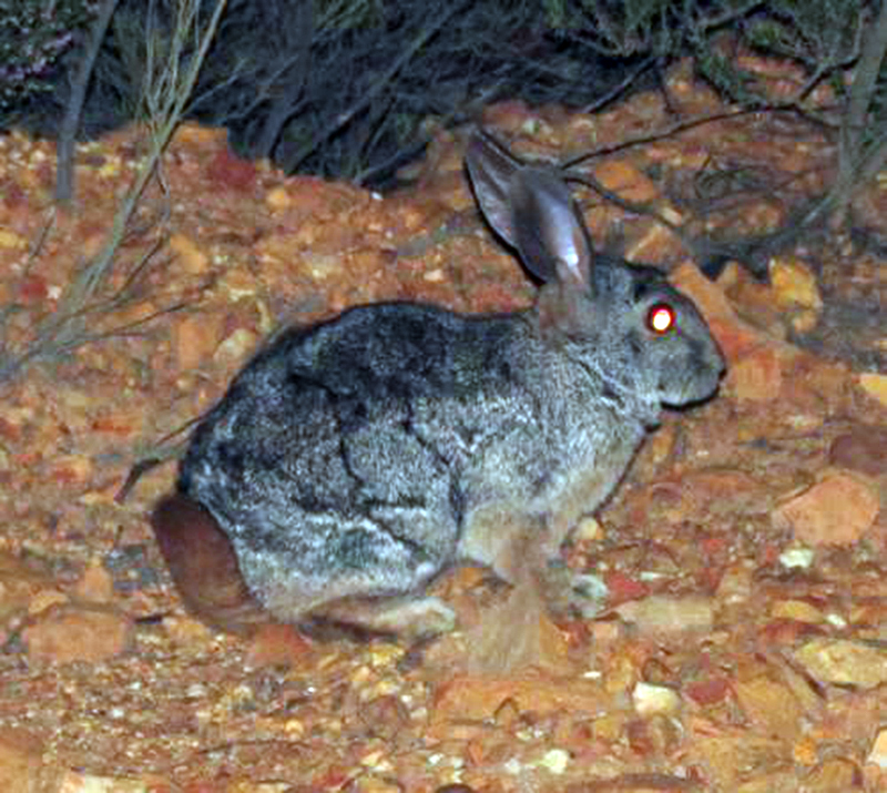 pronolagus rupestris ssp. saundersiae